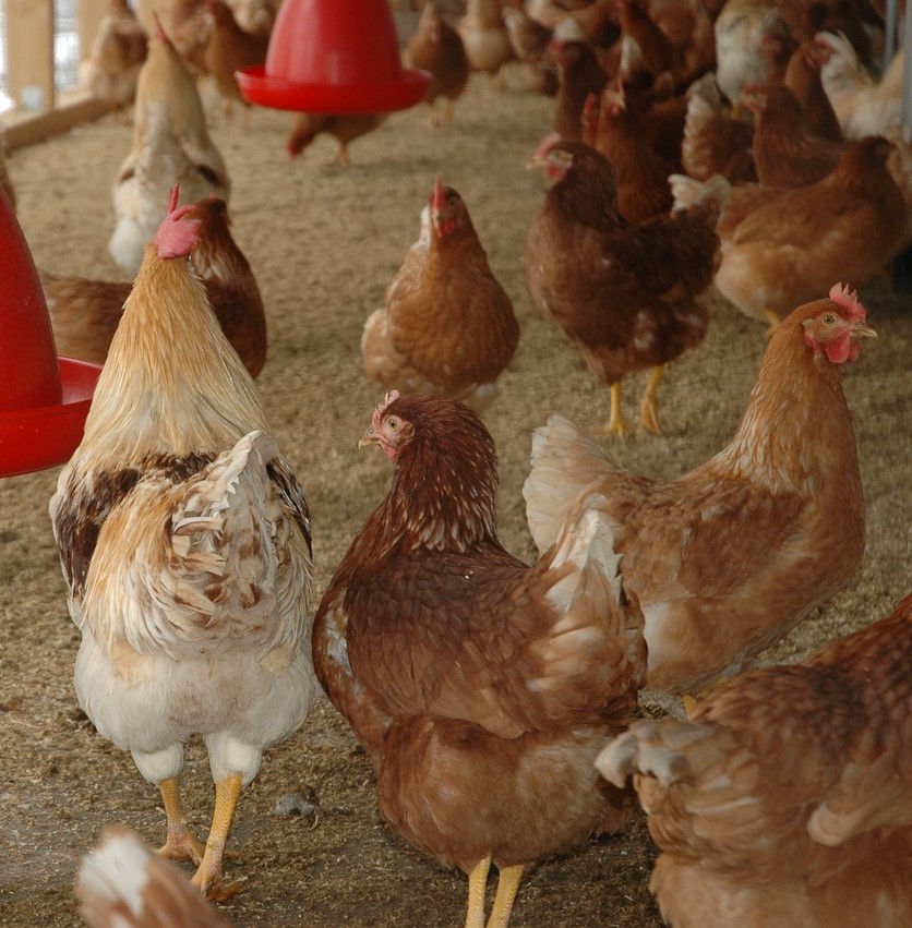 sbm-farms-pic
