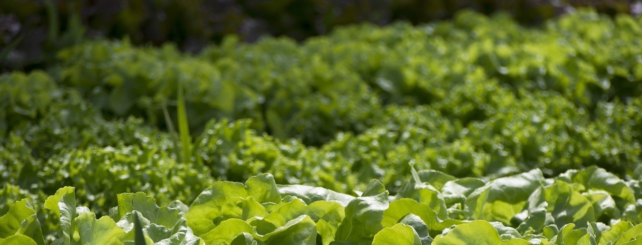 vegetables-sbm-farms